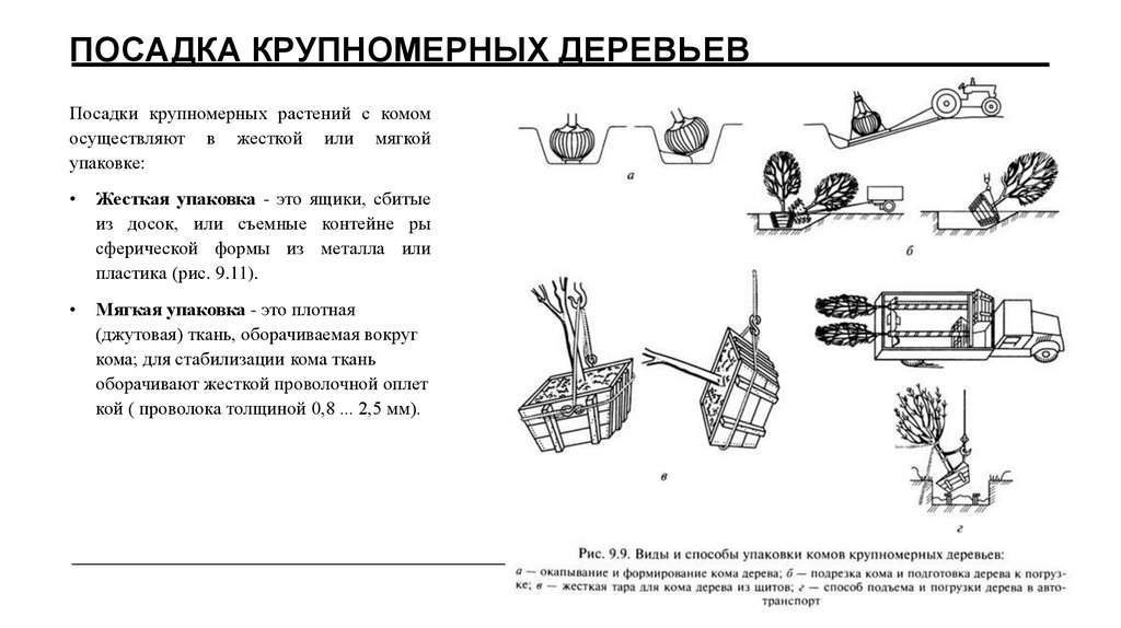 Посадка крупномерных деревьев