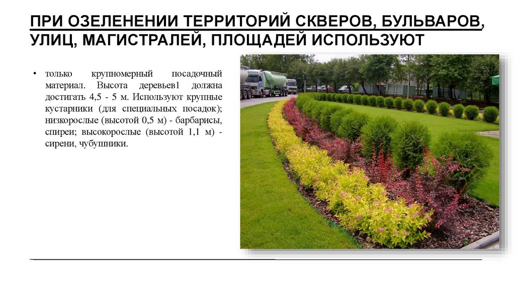При озеленении территорий скверов, бульваров, улиц, магистралей, площадей используют
