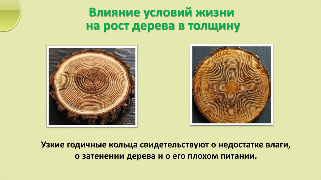 Узкие годичные кольца свидетельствуют о недостатке влаги, о затенении дерева и о его плохом питании.