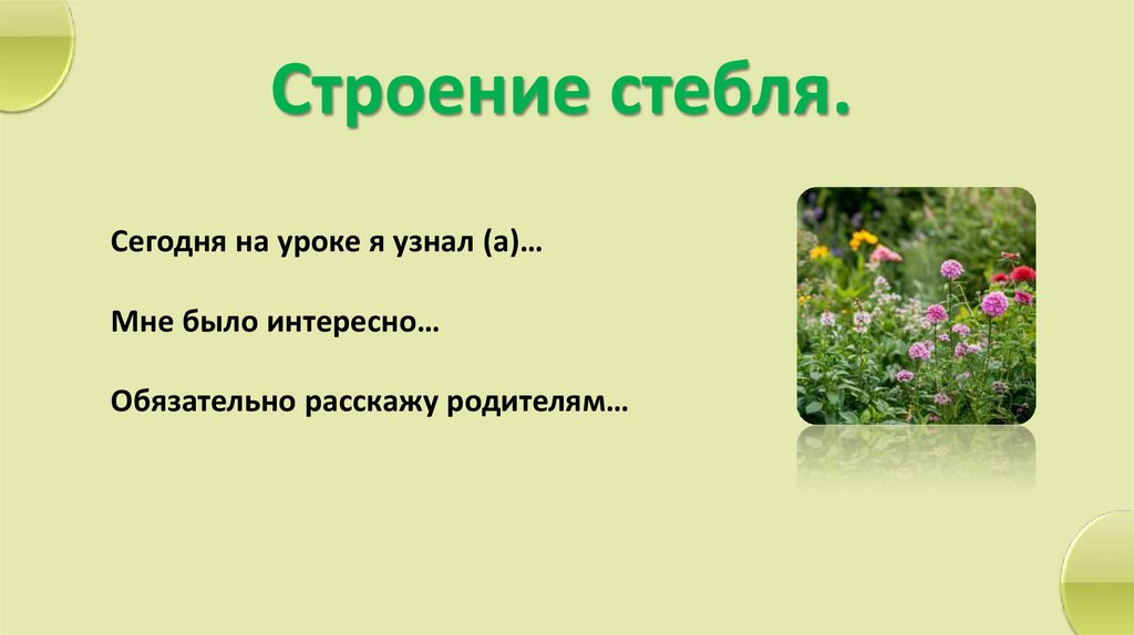 Строение стебля.