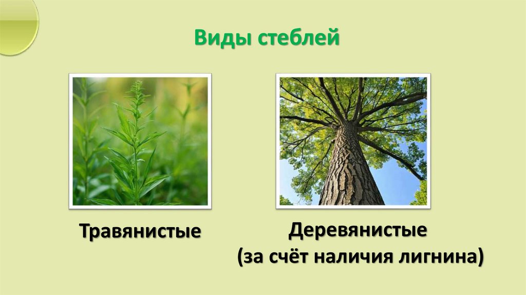 Травянистые