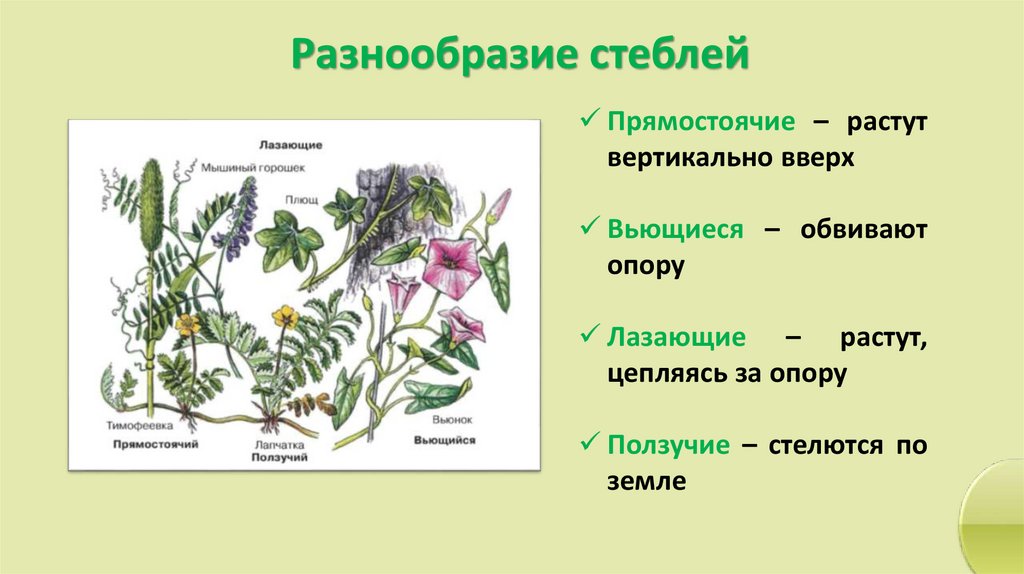 Разнообразие стеблей