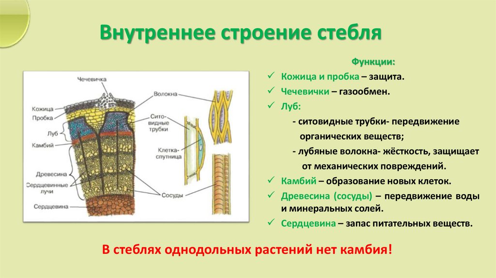 Внутреннее строение стебля