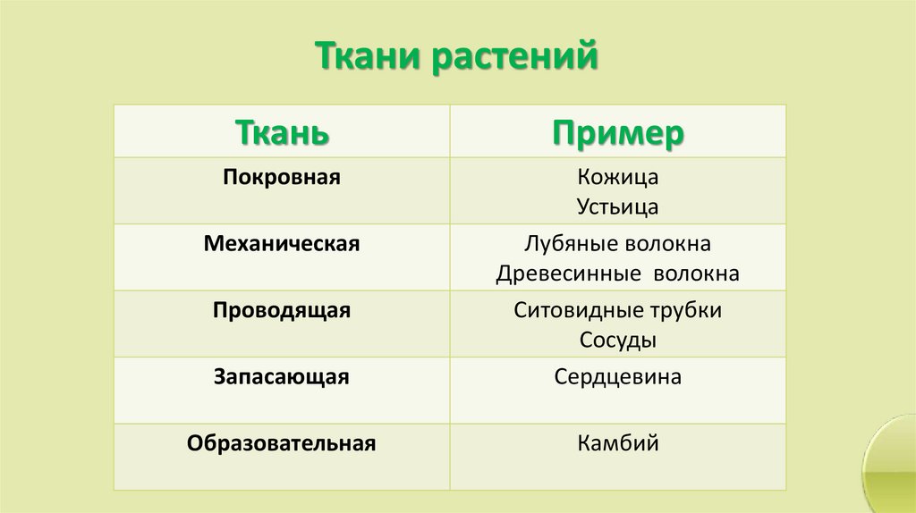 Ткани растений