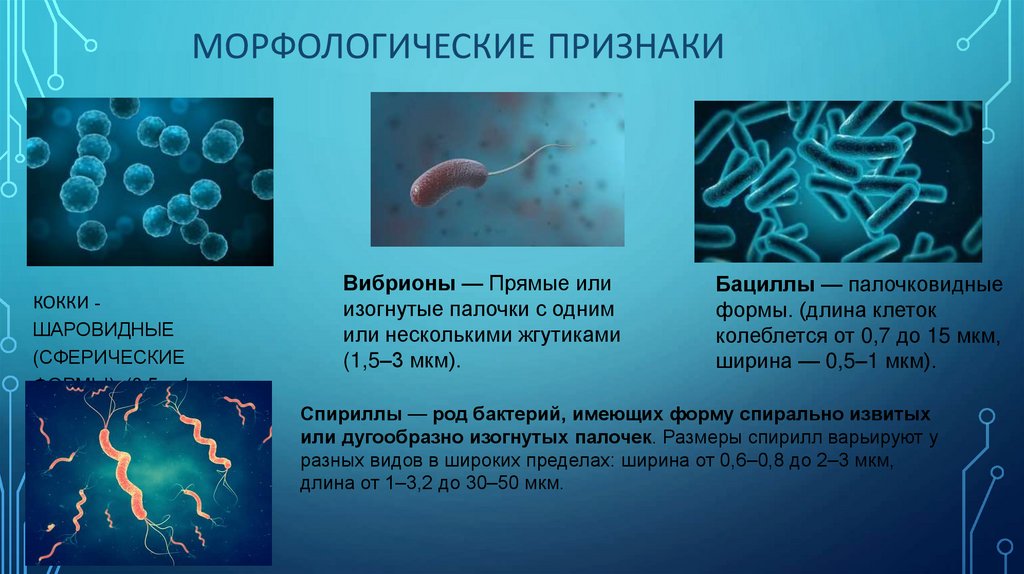 Морфологические признаки