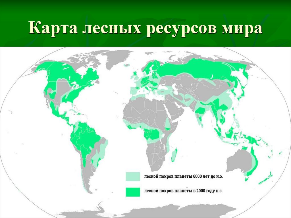 Карта лесных ресурсов мира