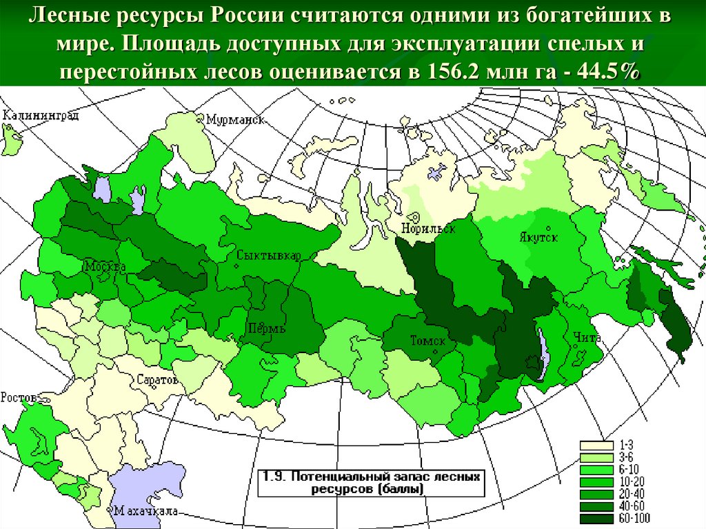 Лесные ресурсы России считaются одними из богaтейших в мире. Площaдь доступных для эксплуaтaции спелых и перестойных лесов