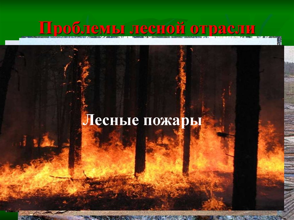 Проблемы лесной отрасли