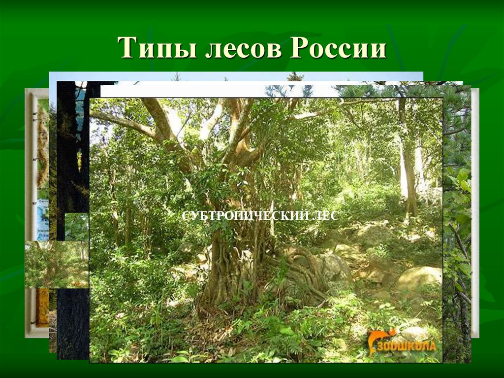 Типы лесов России