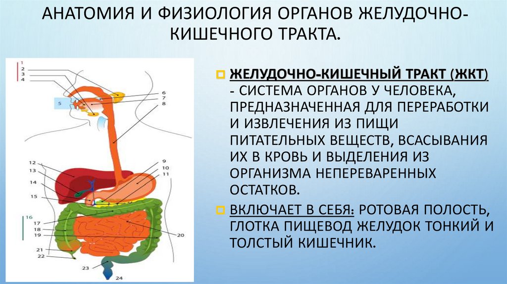 Анатомия и физиология органов желудочно- кишечного тракта.