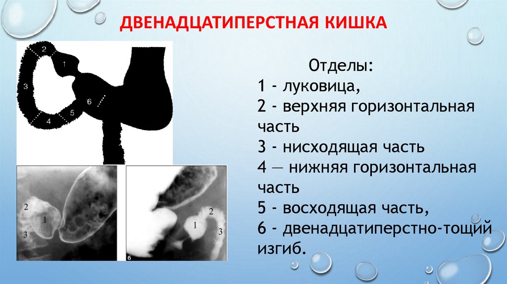 Двенадцатиперстная кишка