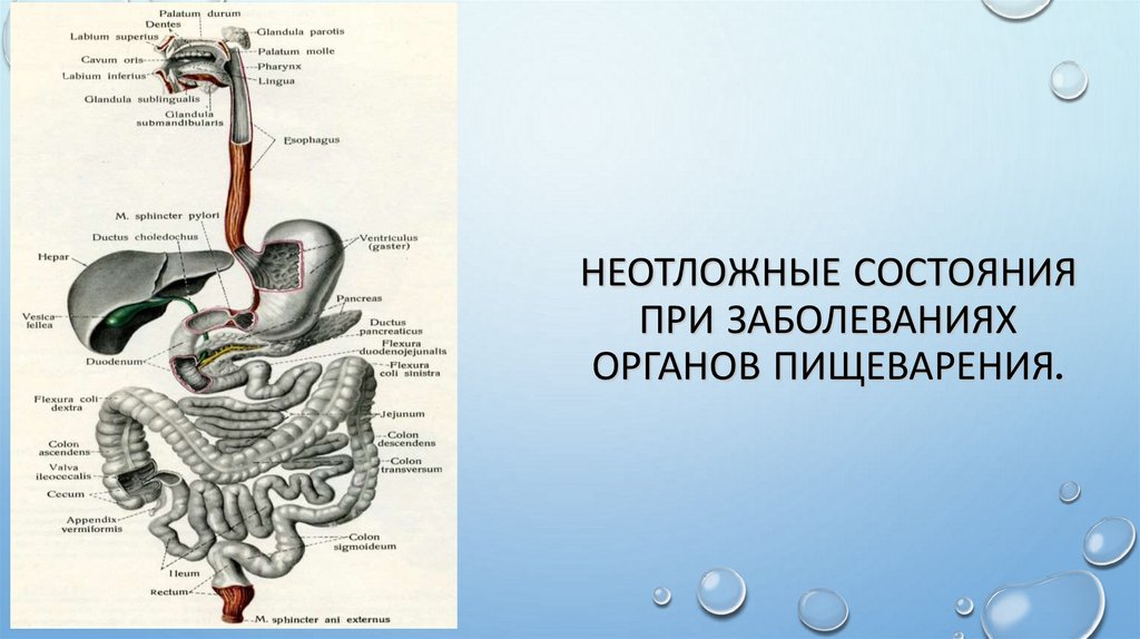 Неотложные состояния при заболеваниях органов пищеварения.