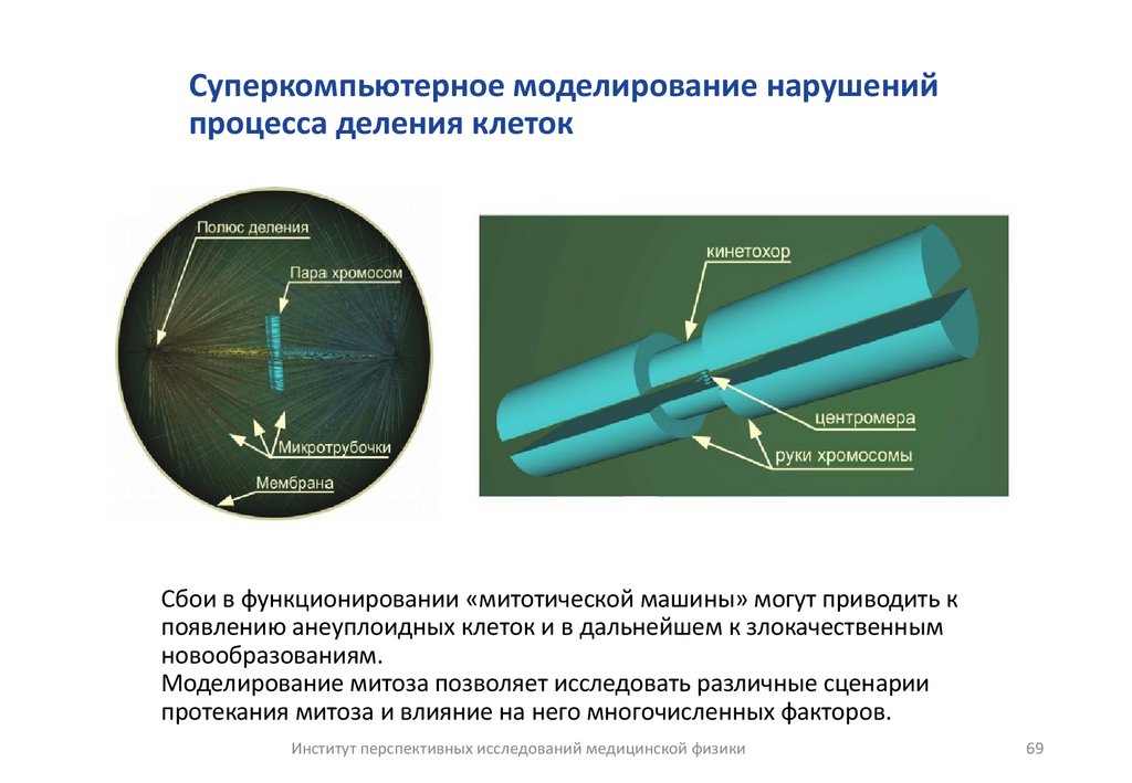 Суперкомпьютерное моделирование нарушений процесса деления клеток