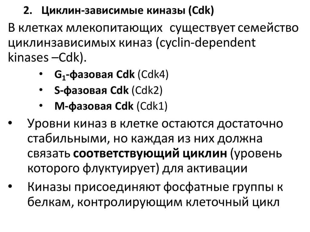 В клетках млекопитающих существует семейство циклинзависимых киназ (cyclin-dependent kinases –Cdk).