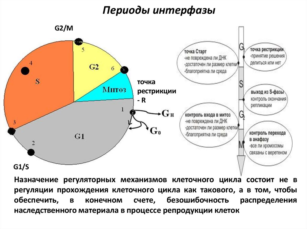 Периоды интерфазы