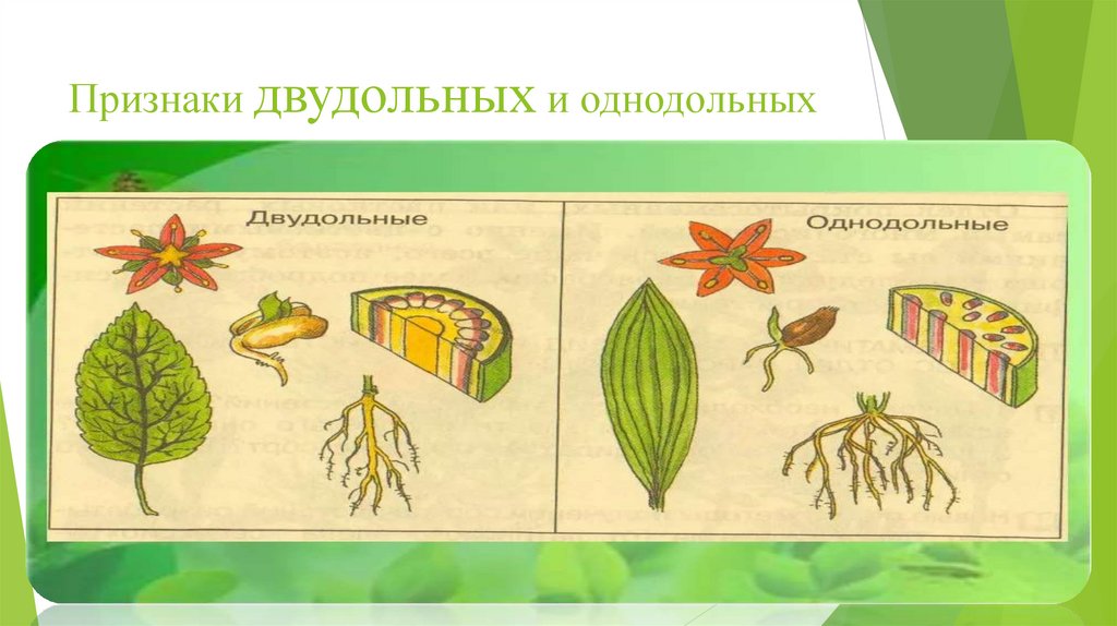 Признаки двудольных и однодольных