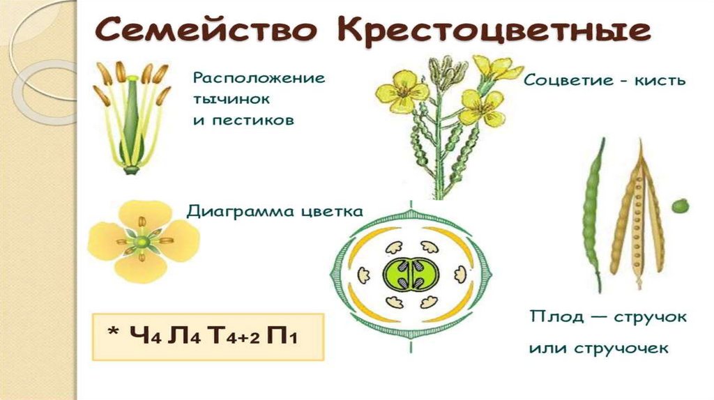 Семейство крестоцветные