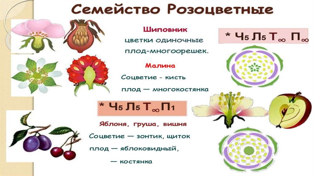 семейс