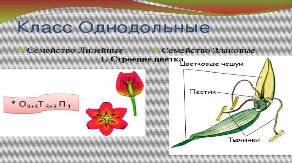 Цветок семейства злаковых