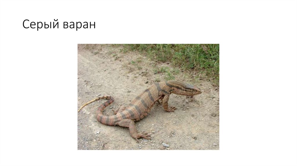 Серый варан