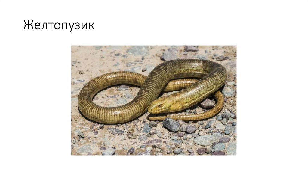 Желтопузик