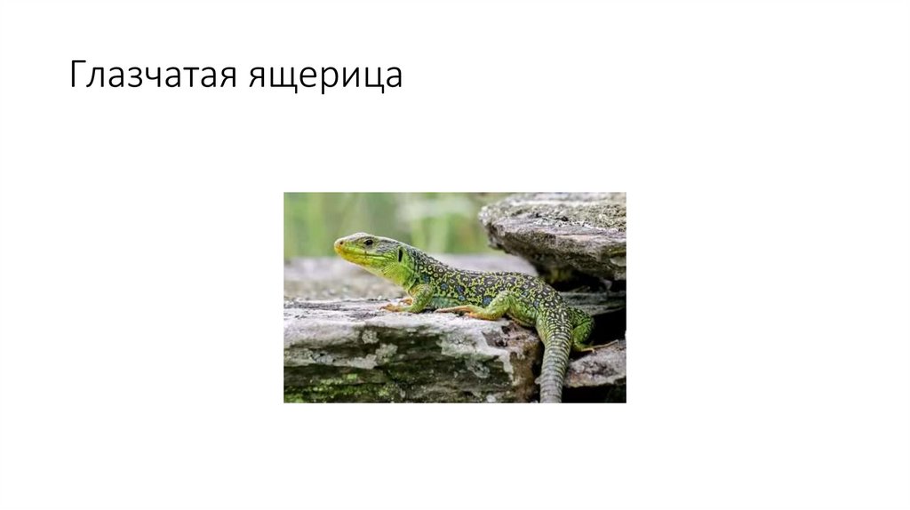 Глазчатая ящерица