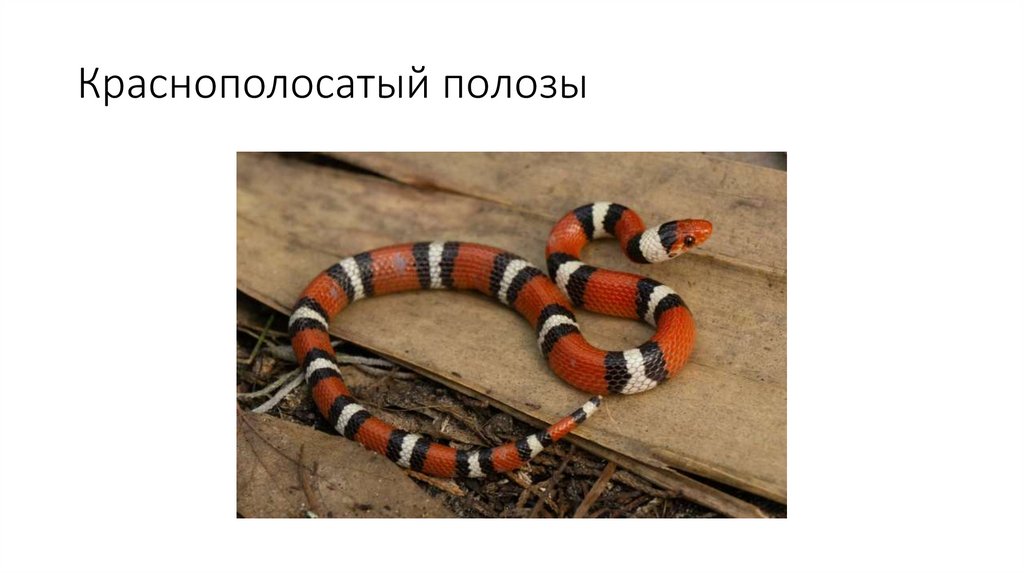 Краснополосатый полозы
