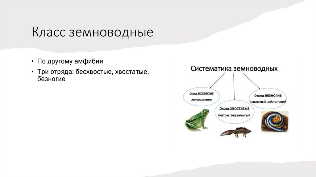 Класс земноводные