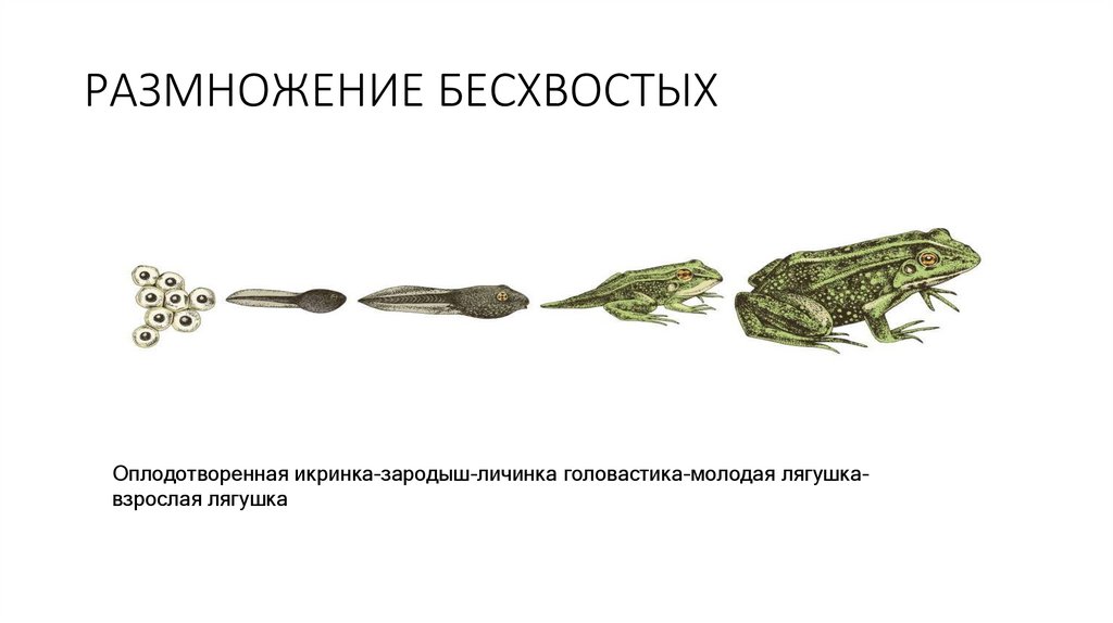 РАЗМНОЖЕНИЕ БЕСХВОСТЫХ