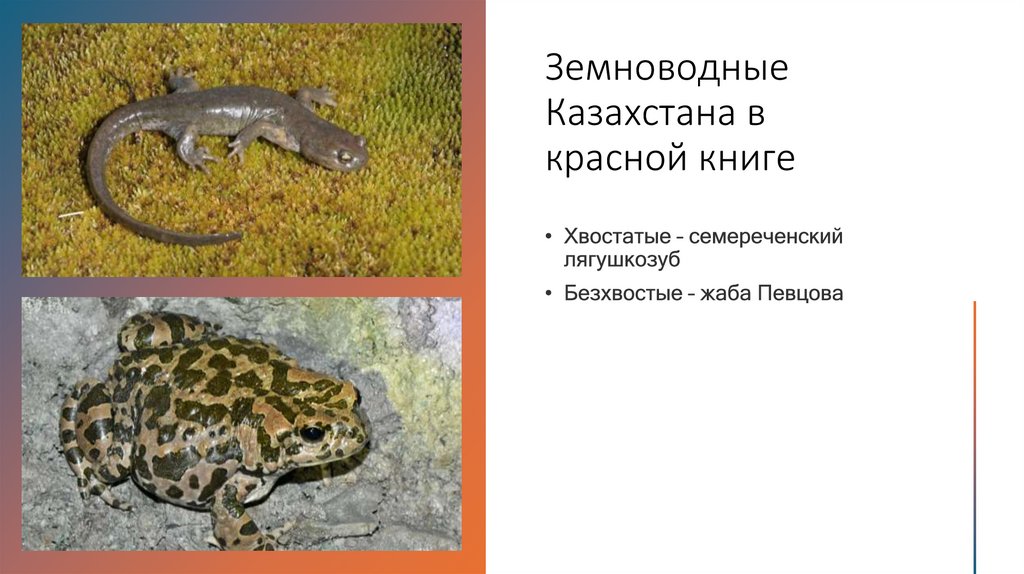 Земноводные Казахстана в красной книге