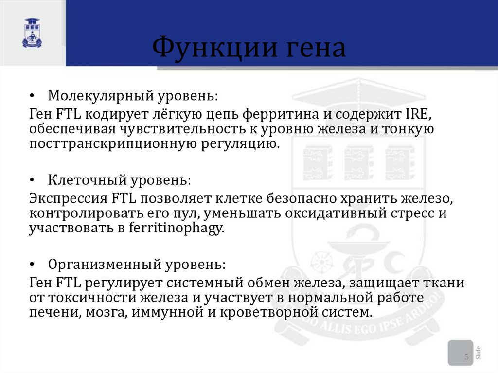 Функции гена