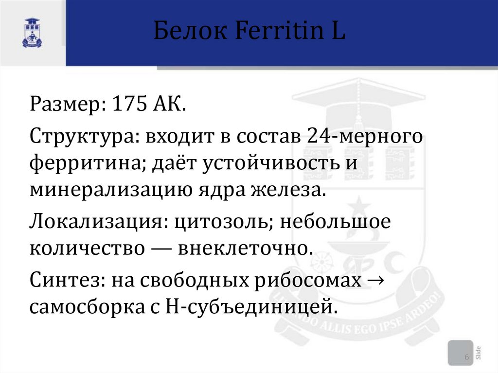 Белок Ferritin L