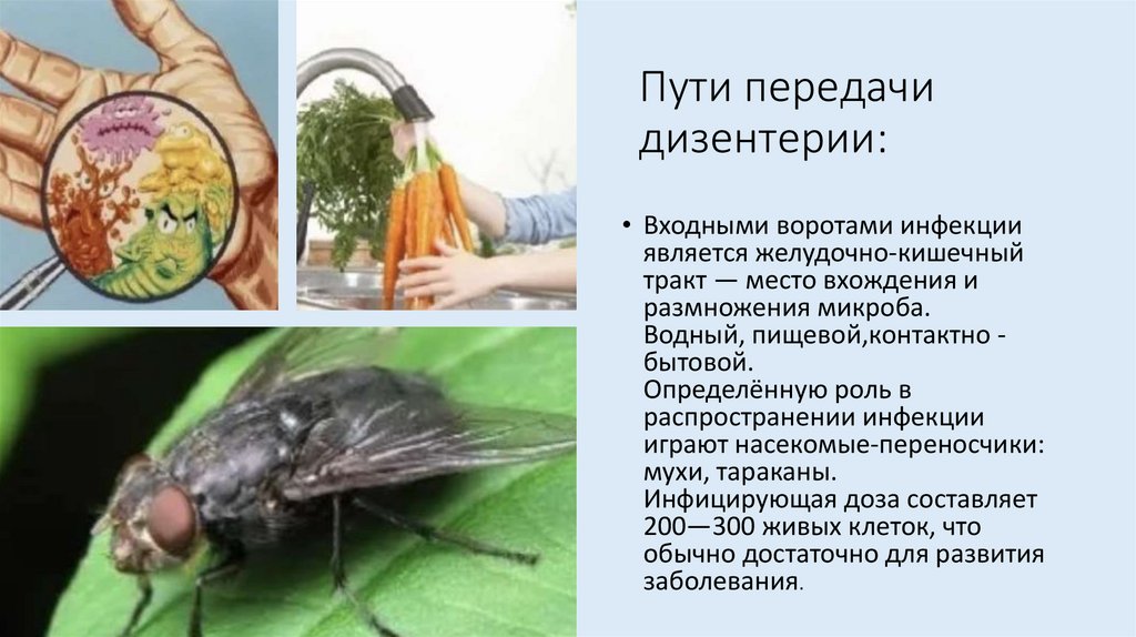 Пути передачи дизентерии: