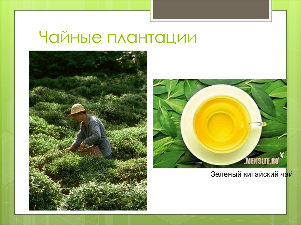 Чайные плантации