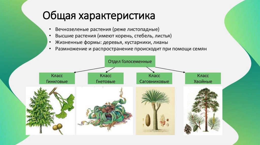 Общая характеристика