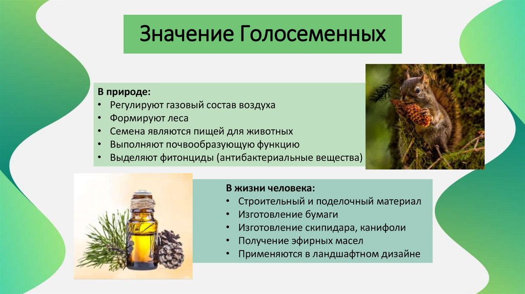 Значение Голосеменных