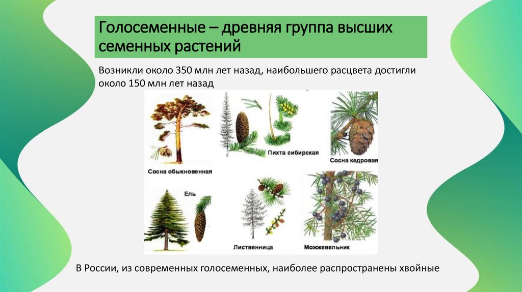 Голосеменные – древняя группа высших семенных растений