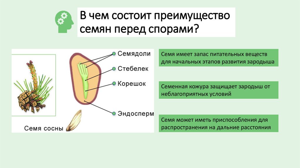 В чем состоит преимущество семян перед спорами?