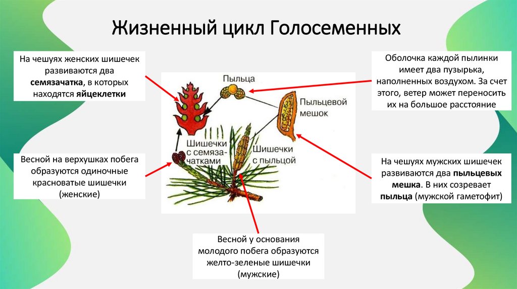 Жизненный цикл Голосеменных