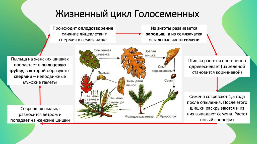 Жизненный цикл Голосеменных