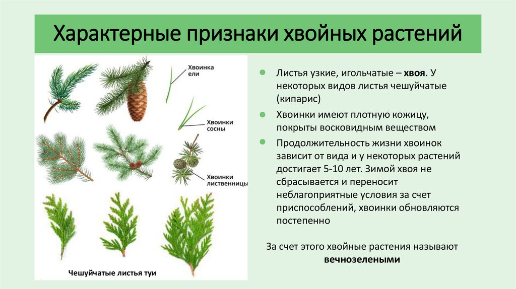 Характерные признаки хвойных растений