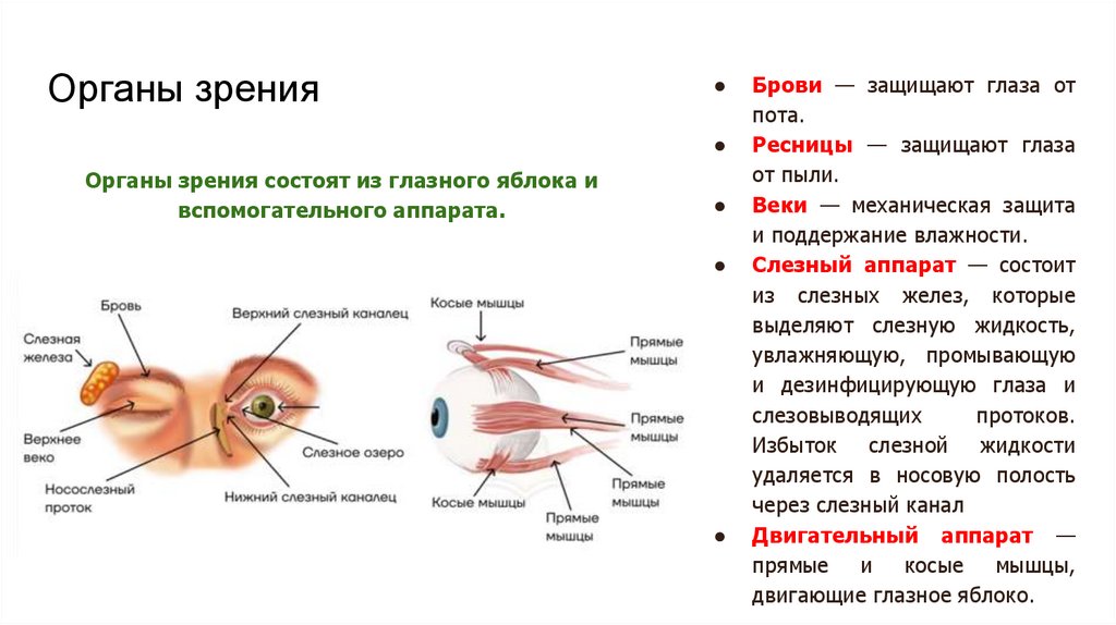 Органы зрения