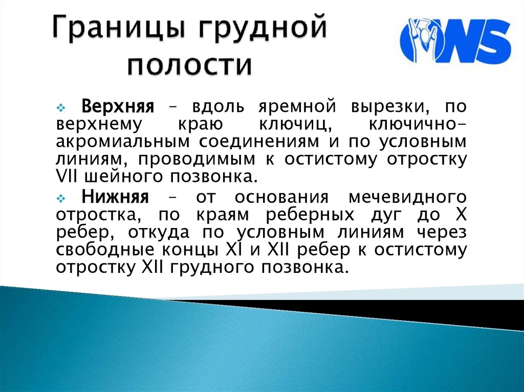 Границы грудной полости