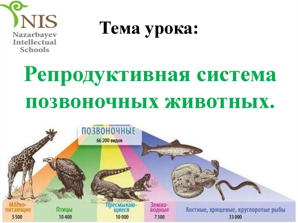 Тема урока: