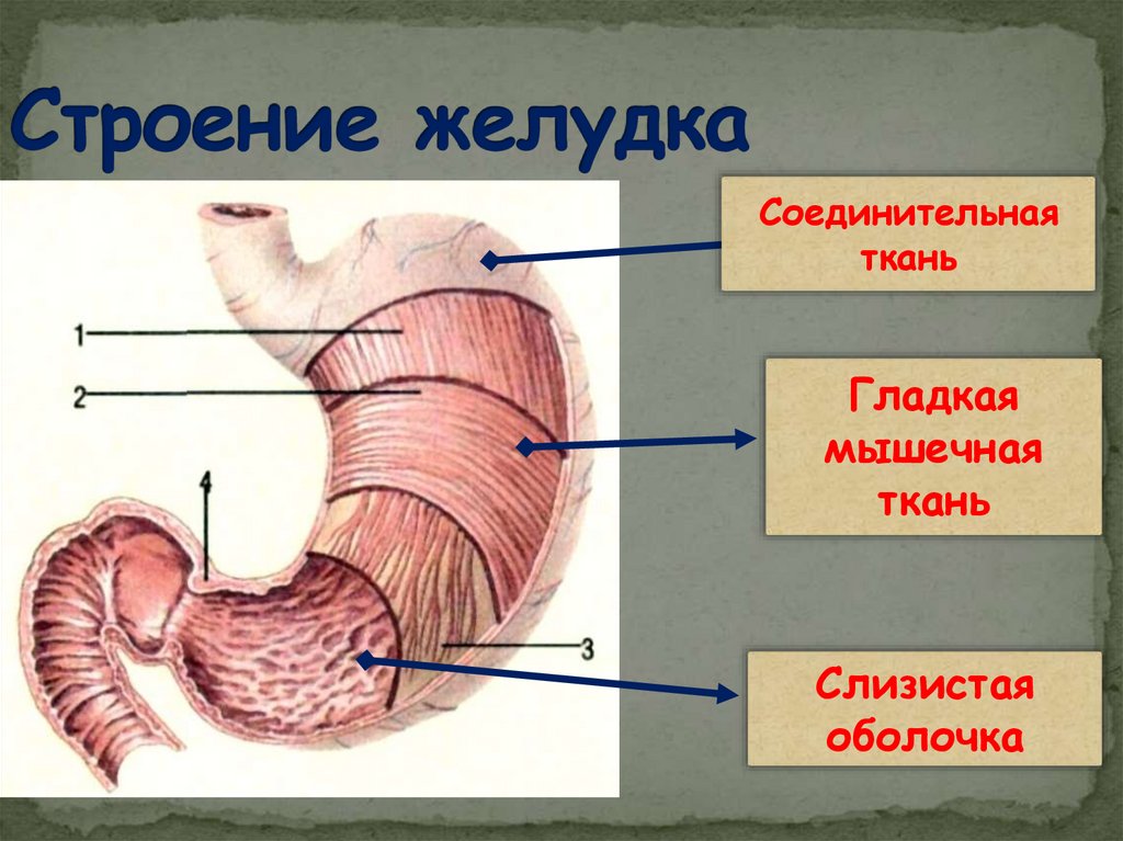 Строение желудка