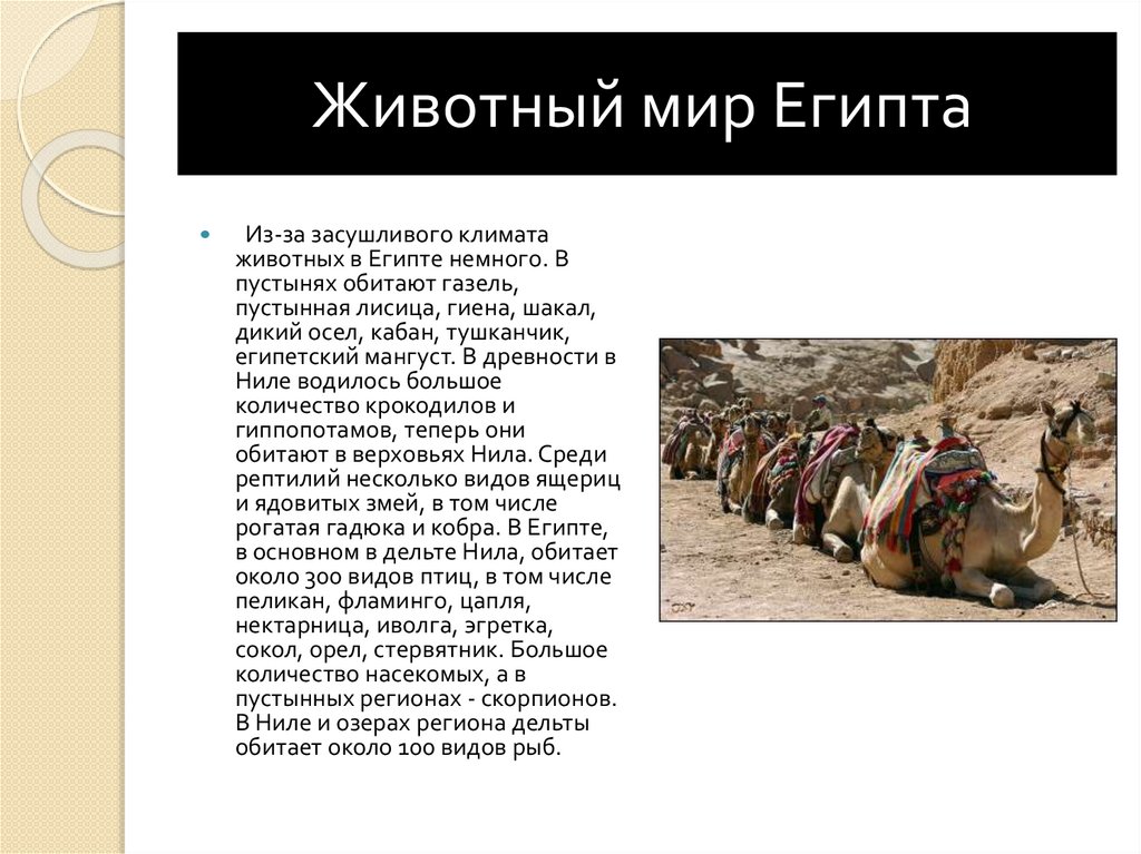Животный мир Египта