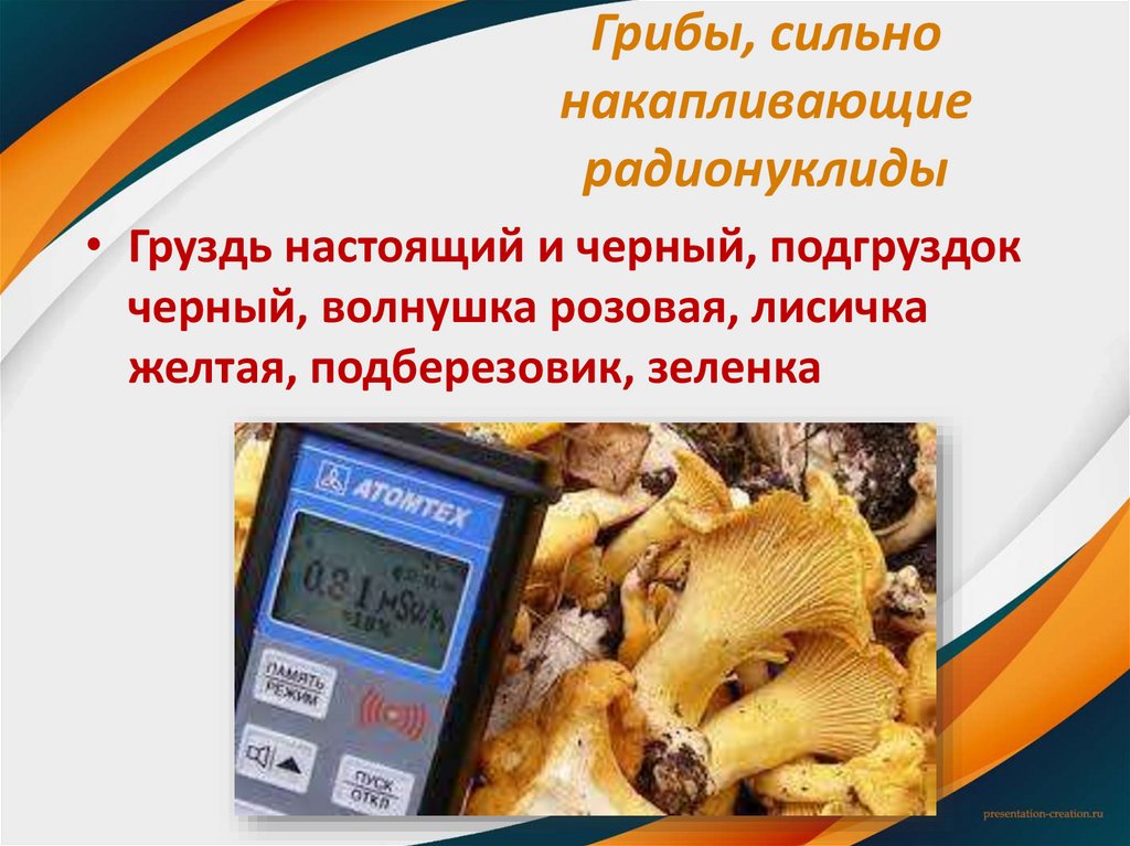 Грибы, сильно накапливающие радионуклиды