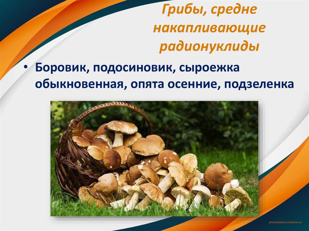 Грибы, средне накапливающие радионуклиды