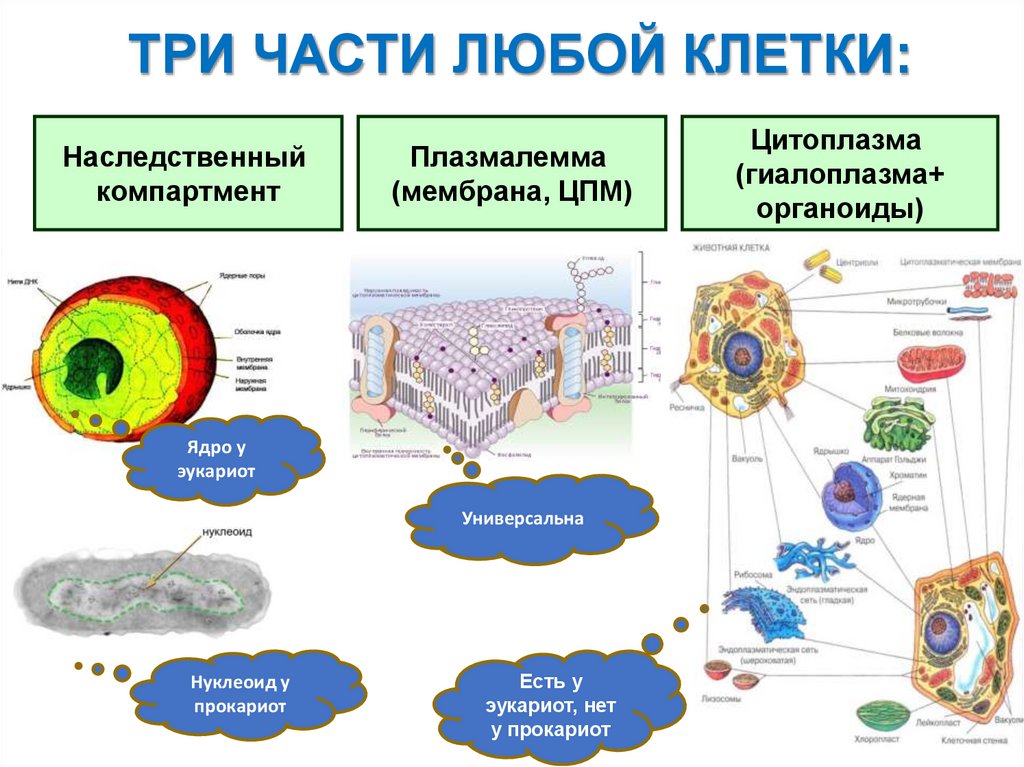 ТРИ ЧАСТИ ЛЮБОЙ КЛЕТКИ: