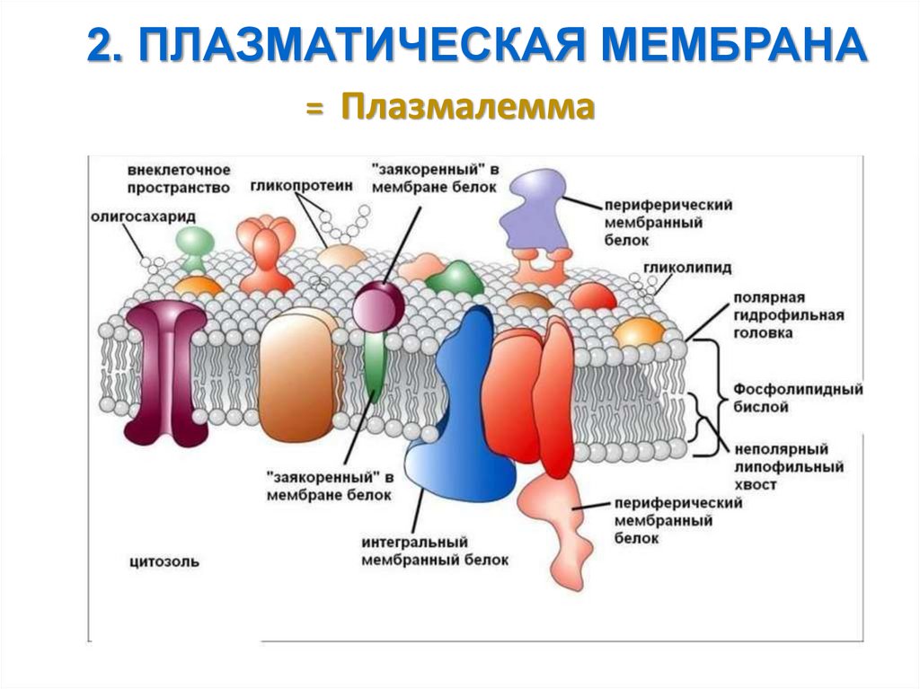 2. ПЛАЗМАТИЧЕСКАЯ МЕМБРАНА